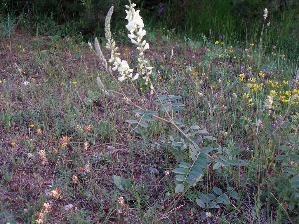 Turchia 3 -  Onobrychis sp.